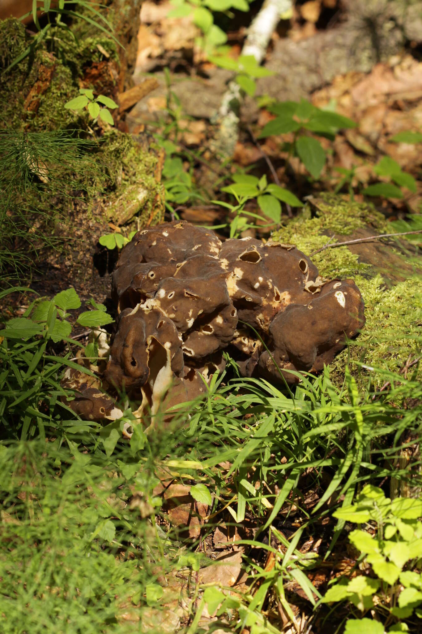 Image of Gyromitra sphaerospora (Peck) Sacc. 1889