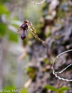 Image of Bulbophyllum minutum Thouars