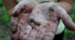 Image of Allegheny Mountain Dusky Salamander