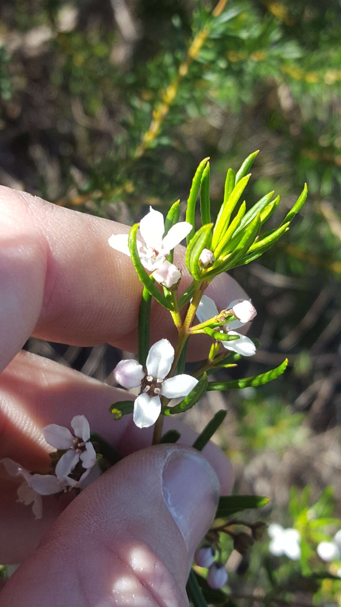 Image of Zieria laevigata Bonpl.