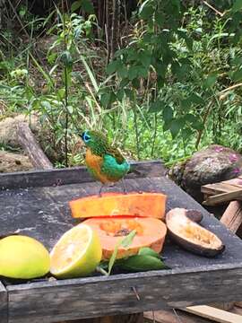 Image of Brassy-breasted Tanager