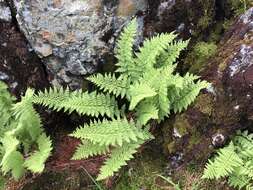 Image of American Alpine Lady Fern