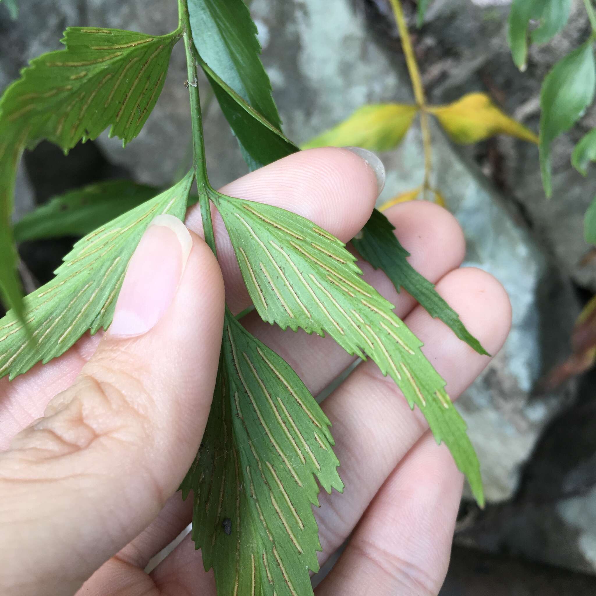 Image of Asplenium falcatum Lam.