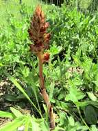 Image of Orobanche gracilis Sm.