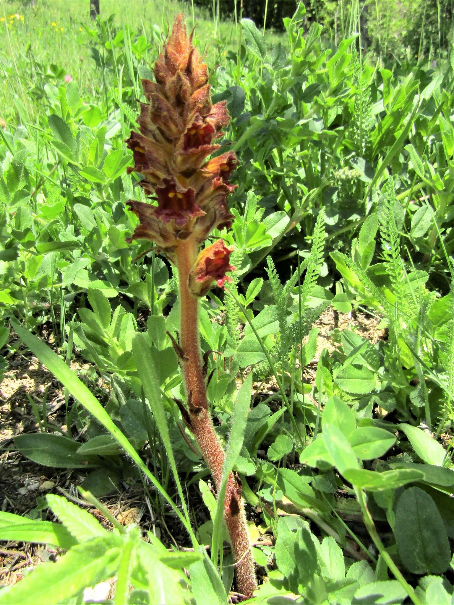 Image of Orobanche gracilis Sm.