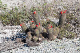 Image of Mammillaria halei Brandegee