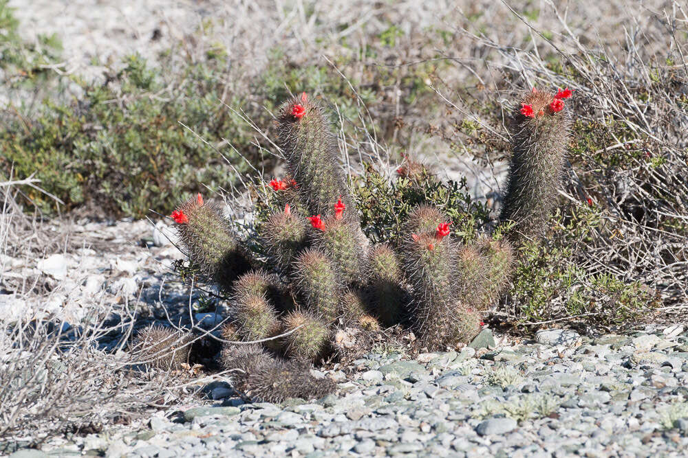 Image of Mammillaria halei Brandegee