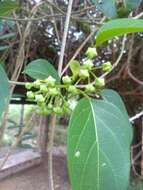 Image of Marsdenia volubilis (L. fil.) Cooke