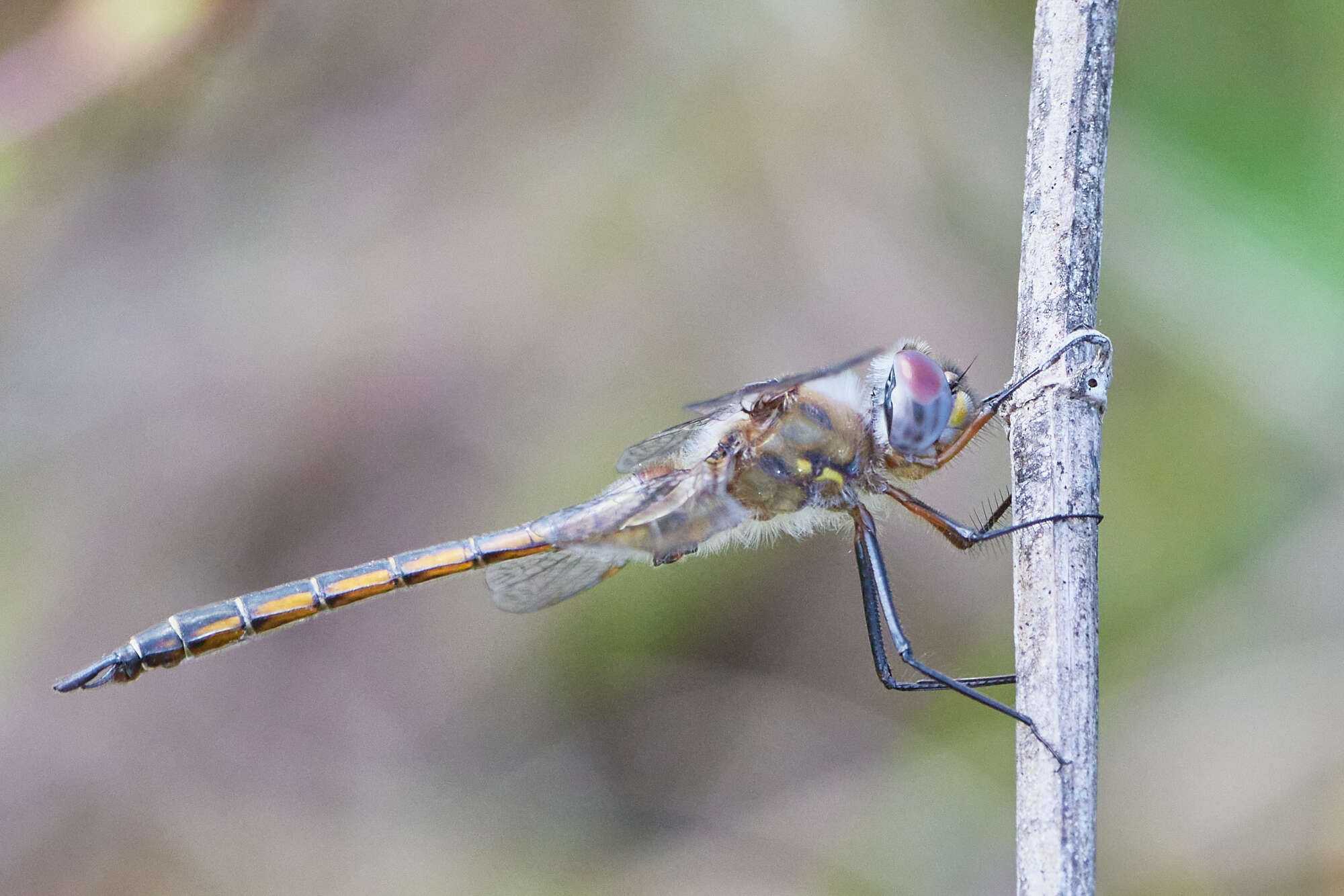 Image of Florida Baskettail