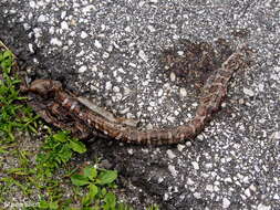 Image of milk snake