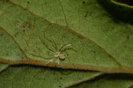 Image of Theridion grallator Simon 1900