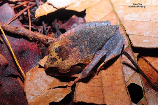 Image of Lowland Litter Frog