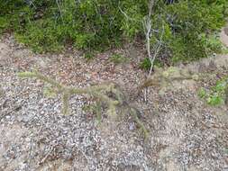 Image of Cylindropuntia alcahes (F. A. C. Weber) F. M. Knuth