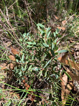 Sivun Melaleuca deanei F. Müll. kuva