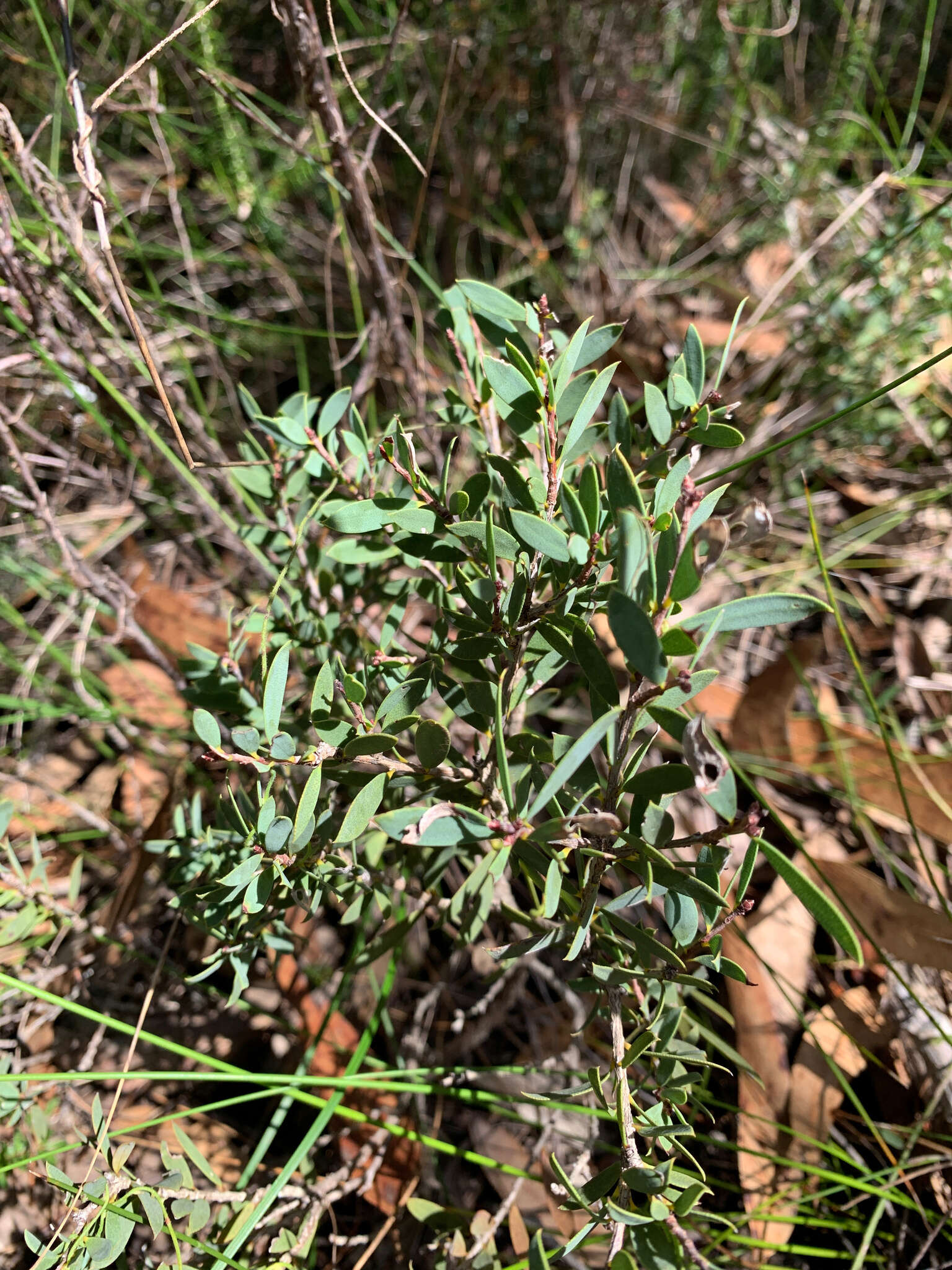 Sivun Melaleuca deanei F. Müll. kuva