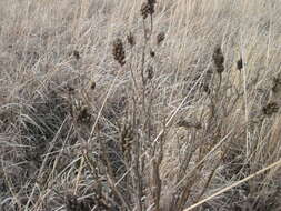 Astragalus canadensis L.的圖片