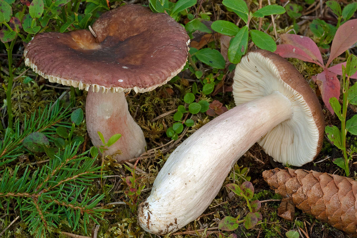 Image of Russula taigarum Ruots. & Vauras 1990