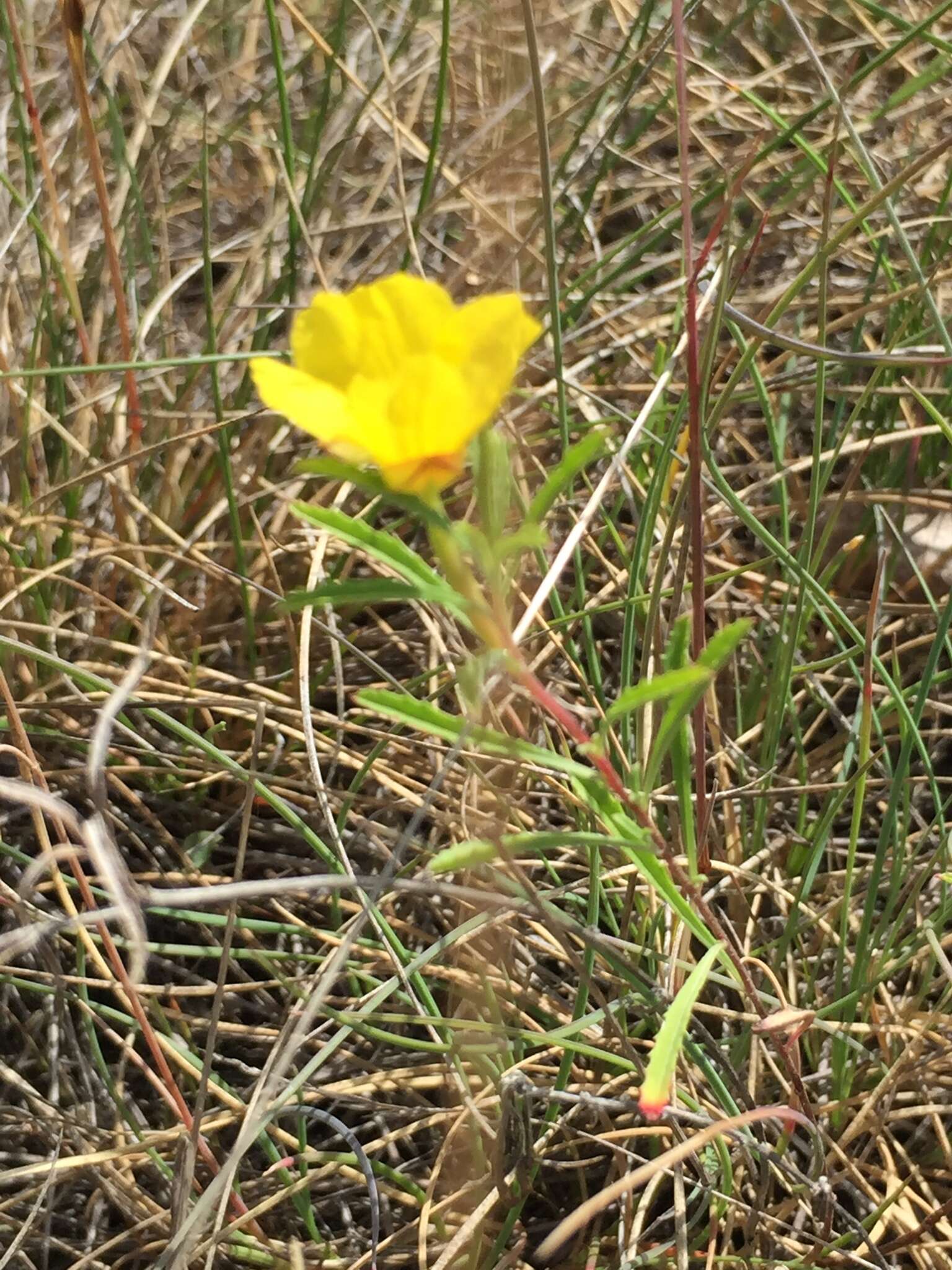 Image of Oenothera serrulata Nutt.