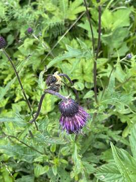 Image de Cirsium schantarense Trautv. & C. A. Mey.