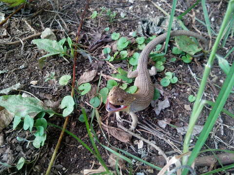 Image of Red-lipped Arboreal Alligator Lizard