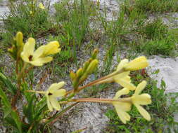 Image of Ixia paniculata D. Delaroche