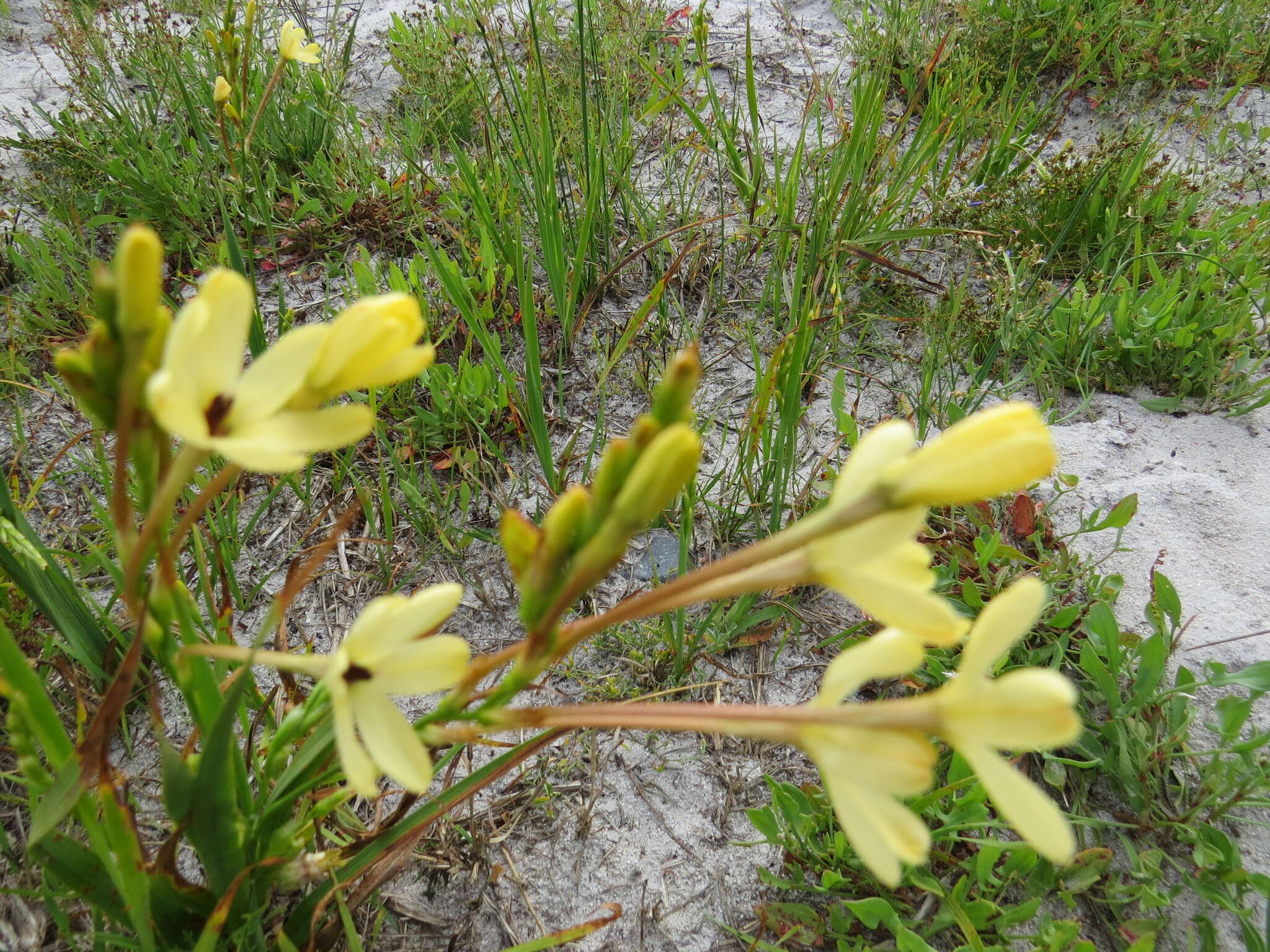 Image of Ixia paniculata D. Delaroche