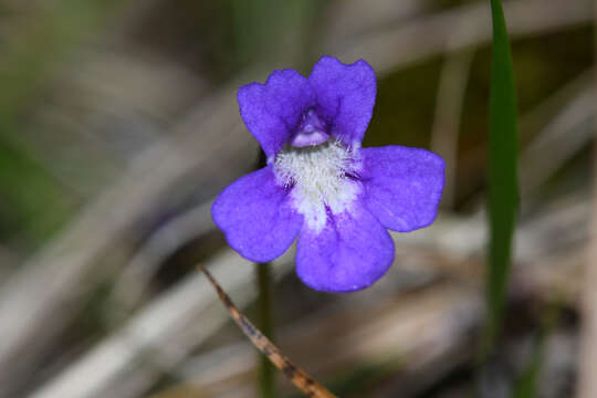 Image of Pinguicula poldinii J. F. Steiger & Casper