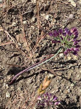 Image of fringed onion