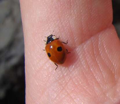 Adalia bipunctata (Linnaeus 1758) resmi