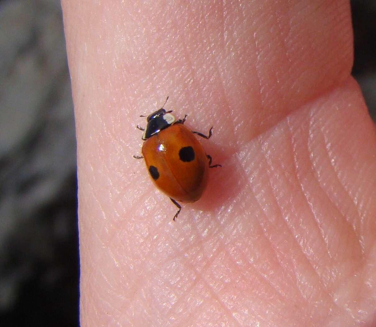 Image of twospotted lady beetle