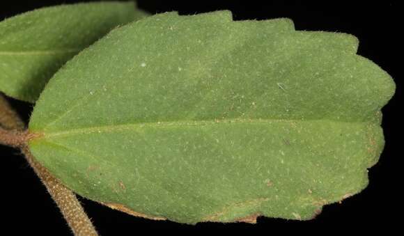 صورة Croton glandulosus var. lindheimeri Müll. Arg.