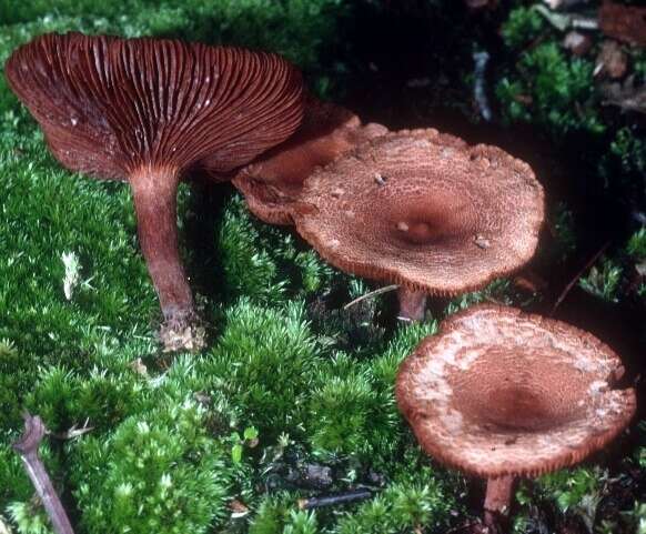 Image of Lactarius rimosellus Peck 1906