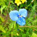 Sivun Commelina fasciculata Ruiz & Pav. kuva