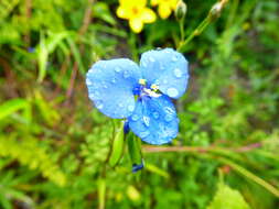 Image of Commelina fasciculata Ruiz & Pav.