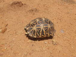 Image of Serrated Tortoise