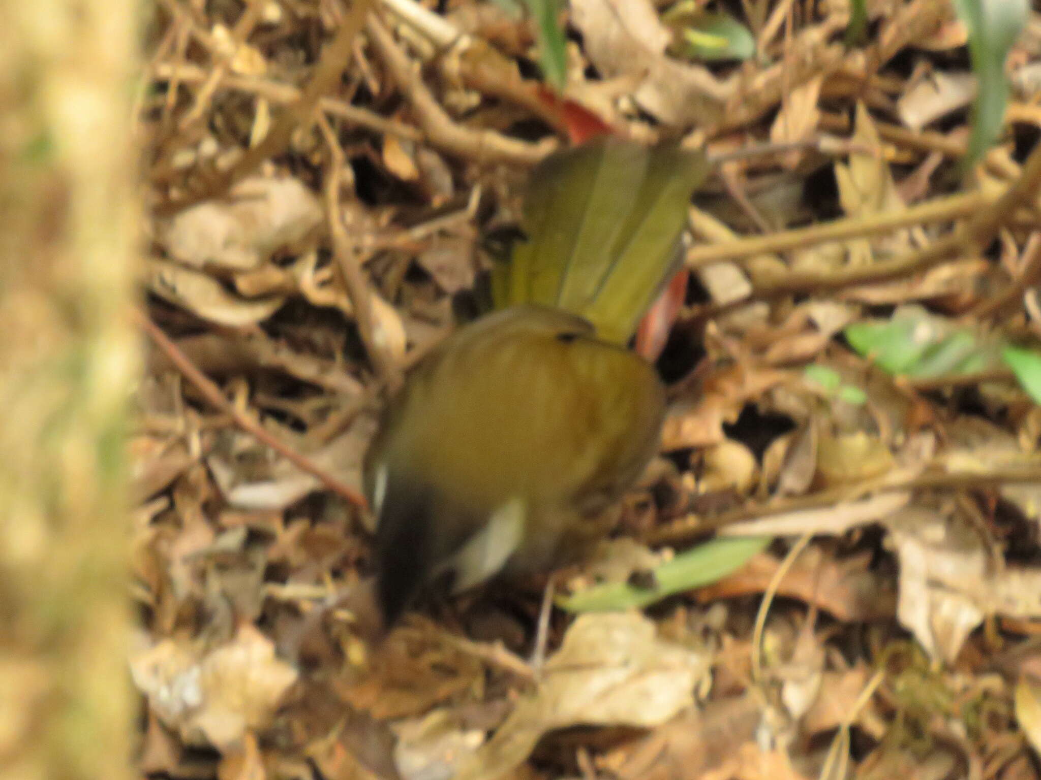 Image of Eastern Whipbird