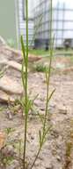 Sivun Linaria pelisseriana (L.) Mill. kuva