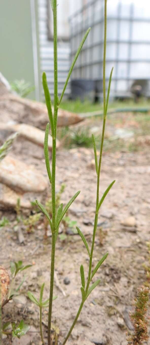 Image of Jersey toadflax