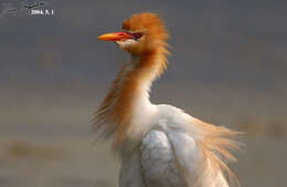 Image de Bubulcus ibis coromandus