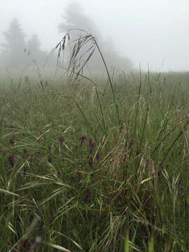 Image of purple needlegrass