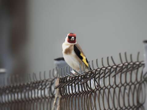 Imagem de Carduelis carduelis balcanica Sachtleben 1919