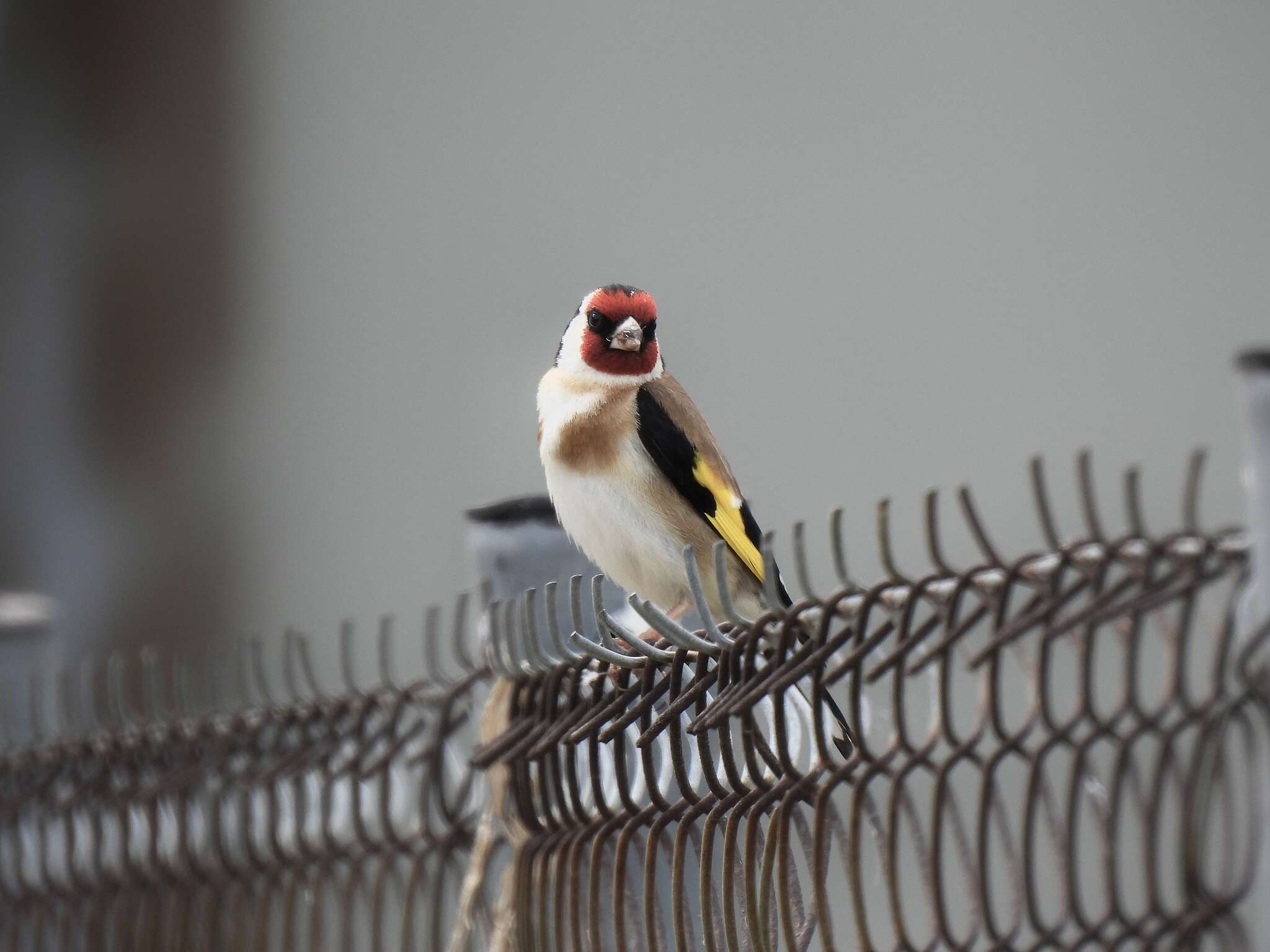 Image of Carduelis carduelis balcanica Sachtleben 1919