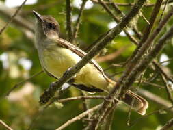 Image of Pale-edged Flycatcher