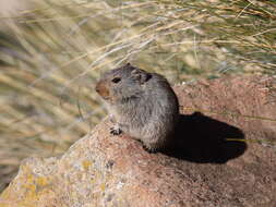 Image of Sloggett's Vlei Rat