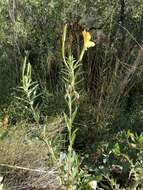 Image of longstem evening primrose