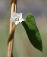 Image of Ipomoea biflora (L.) Pers.