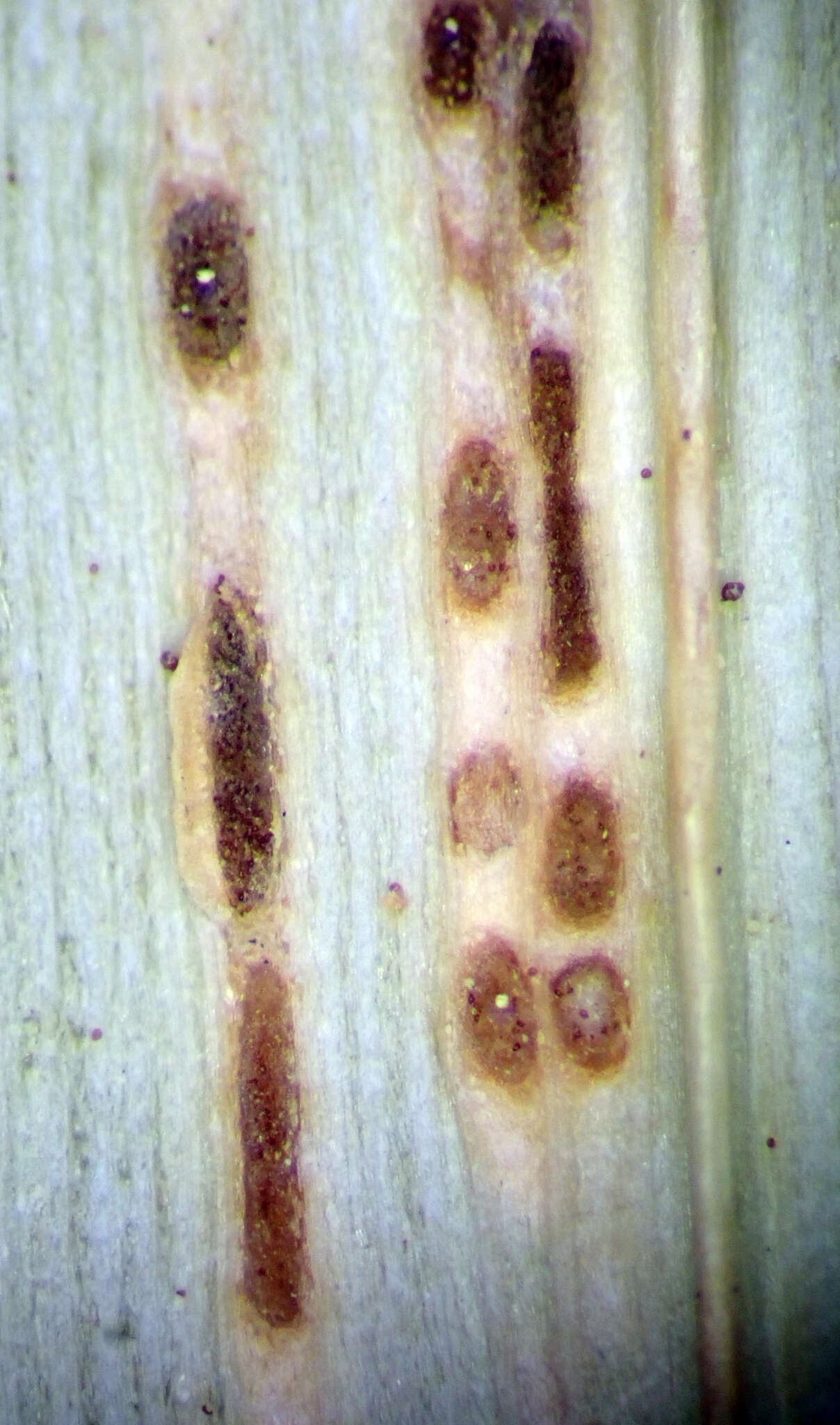 Image of Puccinia chathamica McKenzie 2008