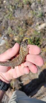 Image of Island Night Lizard