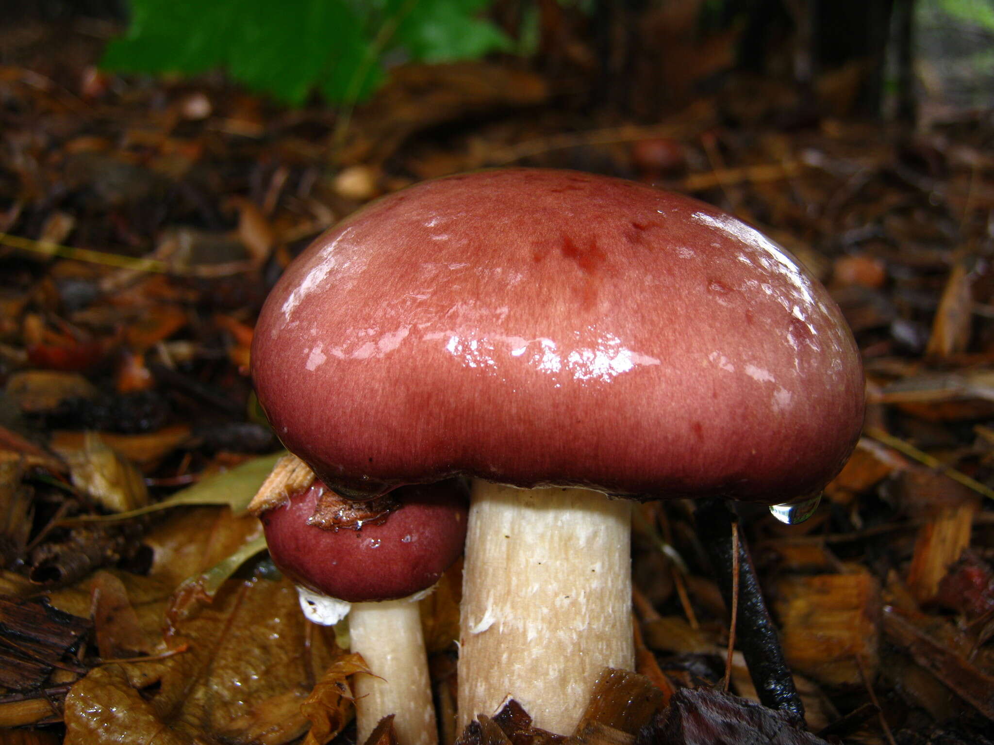 Image of Stropharia rugosoannulata Farl. ex Murrill 1922