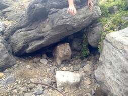 Image of Bare-nosed Wombats